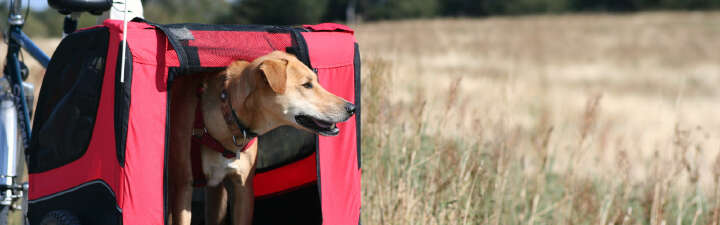 10 jahre rmde themeneinstieg hunde fahrradanhaenger 1600x500